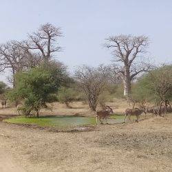 Senegal Bandia Sindia February 2018