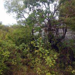 Saint Kitts y Nevis Jones Estate Septiembre 2014
