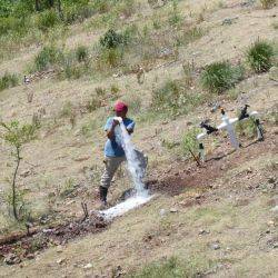 Guatemala Guayacan Juillet 2019