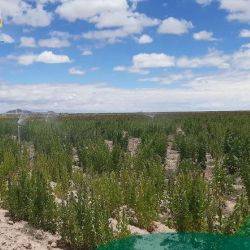 Bolivia Quillacas Diciembre 2019