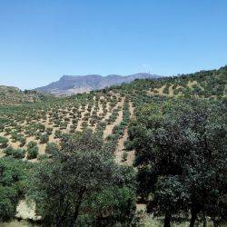 España El Burgo Junio 2020