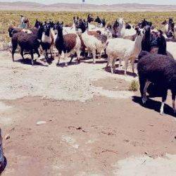 Bolivia Ladislao Cabrera Septiembre 2021