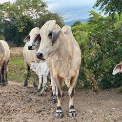 Colombia Finca las Garzas Febrero 2025