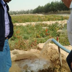Argélia El Oued Maio 2014
