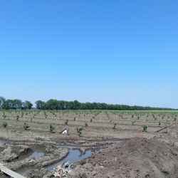 Serbia Backa Topola June 2019