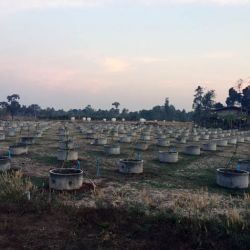 Thaïlande Ban Na Tae Fevrier 2016